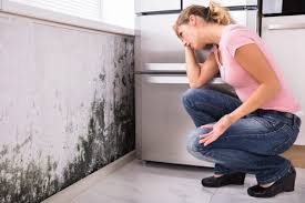 Why You Should Choose Our Mold Remediation Services in Lyons, WI